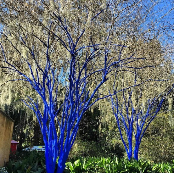 blue trees 002