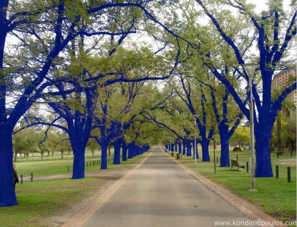 blue trees 003