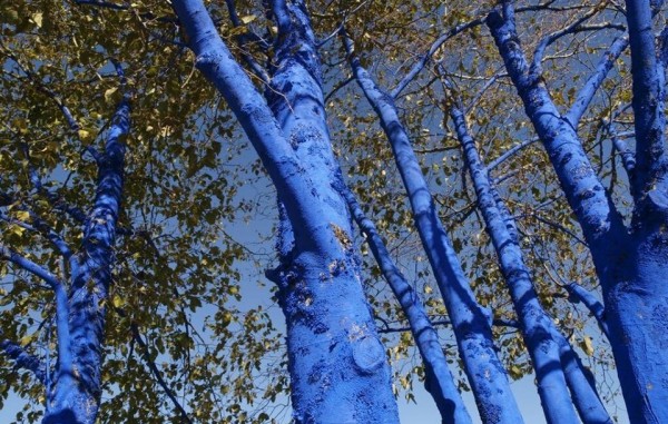 blue trees 005